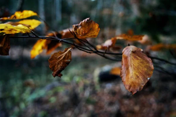 Levelek Őszi Erdőben Őszi Táj Biogradska Gora Nemzeti Park Montenegró — Stock Fotó