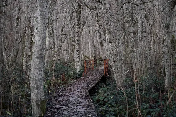 Droga Leśna Jesiennym Lesie Liście Drzewa Park Narodowy Biogradska Góra — Zdjęcie stockowe