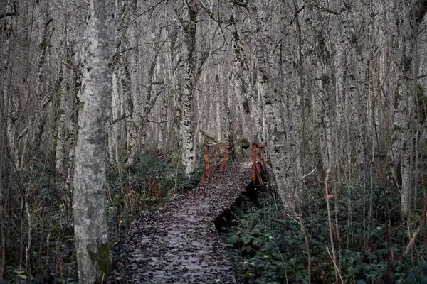 Bosweg Het Herfstbos Bladeren Bomen Nationaal Park Biogradska Gora Montenegro — Stockfoto