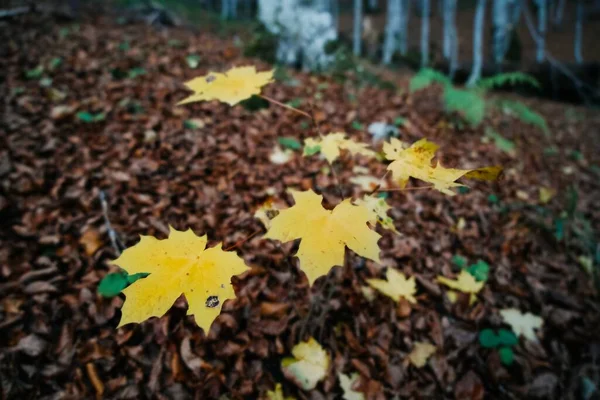 Sonbahar Ormanında Yapraklar Sonbahar Manzarası Biogradska Gora Ulusal Parkı Karadağ — Stok fotoğraf