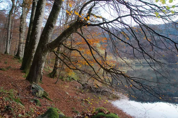 Bladeren Het Herfstbos Herfstlandschap Nationaal Park Biogradska Gora Montenegro — Stockfoto