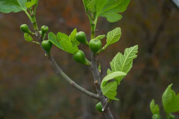 Młode Owoce Drzewa Datownika Gałęzi — Zdjęcie stockowe