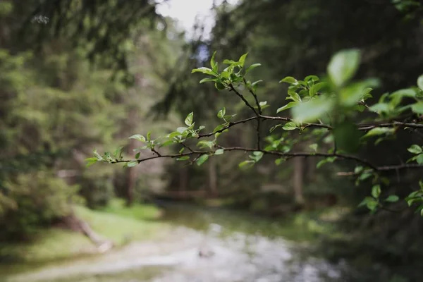 Branche Arbre Dans Parc National Durmitor Monténégro — Photo