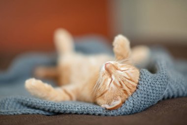 Klasik mermer desenli şirin kırmızı kedi yavrusu kanepede uyur. Sevimli küçük hayvan. Sevimli çocuk hayvan.