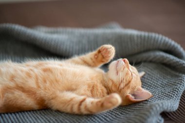 Klasik mermer desenli şirin kırmızı kedi yavrusu kanepede uyur. Sevimli küçük hayvan. Sevimli çocuk hayvan.