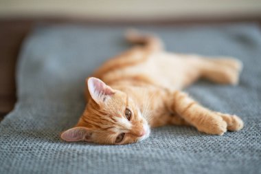 Klasik mermer desenli şirin kırmızı kedi yavrusu kanepede uyuyor. Sevimli küçük hayvan. Sevimli çocuk hayvan.