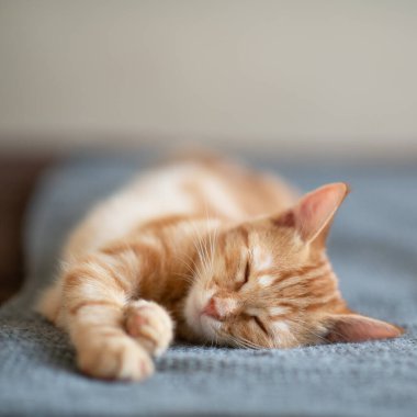 Klasik mermer desenli şirin kırmızı kedi yavrusu kanepede uyuyor. Sevimli küçük hayvan. Sevimli çocuk hayvan.