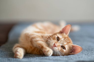Klasik mermer desenli şirin kırmızı kedi yavrusu kanepede uyuyor. Sevimli küçük hayvan. Sevimli çocuk hayvan.