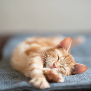Klasik mermer desenli şirin kırmızı kedi yavrusu kanepede uyuyor. Sevimli küçük hayvan. Sevimli çocuk hayvan.