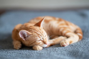 Klasik mermer desenli şirin kırmızı kedi yavrusu kanepede uyuyor. Sevimli küçük hayvan. Sevimli çocuk hayvan.