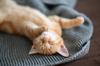 Klasik mermer desenli şirin kırmızı kedi yavrusu kanepede uyur. Sevimli küçük hayvan. Sevimli çocuk hayvan.