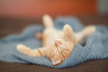 Klasik mermer desenli şirin kırmızı kedi yavrusu kanepede uyur. Sevimli küçük hayvan. Sevimli çocuk hayvan.