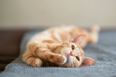 Klasik mermer desenli şirin kırmızı kedi yavrusu kanepede uyuyor. Sevimli küçük hayvan. Sevimli çocuk hayvan.