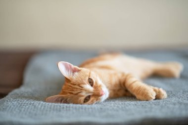 Klasik mermer desenli şirin kırmızı kedi yavrusu kanepede uyuyor. Sevimli küçük hayvan. Sevimli çocuk hayvan.