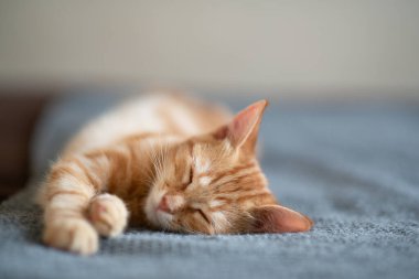 Klasik mermer desenli şirin kırmızı kedi yavrusu kanepede uyuyor. Sevimli küçük hayvan. Sevimli çocuk hayvan.