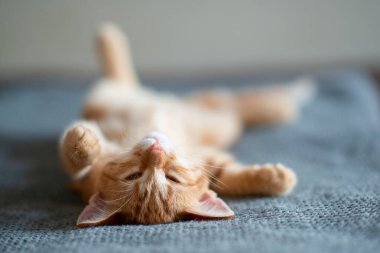 Klasik mermer desenli şirin kırmızı kedi yavrusu kanepede uyuyor. Sevimli küçük hayvan. Sevimli çocuk hayvan.