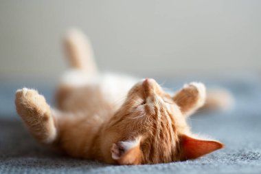 Klasik mermer desenli şirin kırmızı kedi yavrusu kanepede uyur. Sevimli küçük hayvan. Sevimli çocuk hayvan.