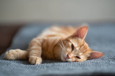 Klasik mermer desenli şirin kırmızı kedi yavrusu kanepede uyuyor. Sevimli küçük hayvan. Sevimli çocuk hayvan.