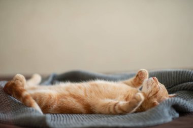 Klasik mermer desenli şirin kırmızı kedi yavrusu kanepede uyur. Sevimli küçük hayvan. Sevimli çocuk hayvan.