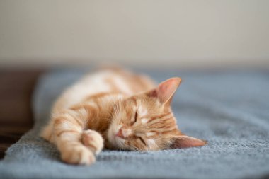 Klasik mermer desenli şirin kırmızı kedi yavrusu kanepede uyuyor. Sevimli küçük hayvan. Sevimli çocuk hayvan.