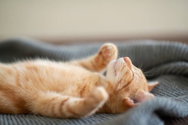 Klasik mermer desenli şirin kırmızı kedi yavrusu kanepede uyur. Sevimli küçük hayvan. Sevimli çocuk hayvan.