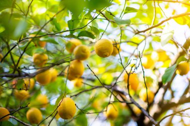 Olgun meyveli limon ağacı. Taze olgun limon dalları ve güneş ışınlarında yapraklar. Akdeniz narenciye korusu