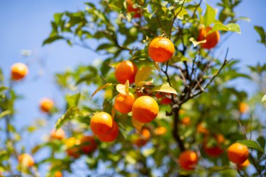 Olgun meyveli portakal ağacı. Mandalina. Olgunlaşmış taze portakal dalları ve güneş ışınlarında yapraklar. Satsuma ağacı resmi. Citrus.