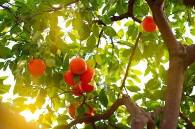 Olgun meyveli portakal ağacı. Mandalina. Olgunlaşmış taze portakal dalları ve güneş ışınlarında yapraklar. Satsuma ağacı resmi. Citrus.