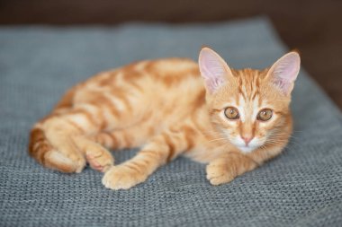 Klasik mermer desenli şirin kırmızı kedi yavrusu kanepede yatıyor. Sevimli küçük hayvan. Sevimli çocuk hayvan.