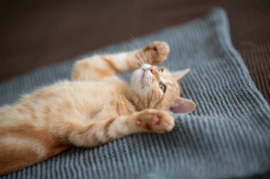 Klasik mermer desenli şirin kırmızı kedi yavrusu kanepede yatıyor. Sevimli küçük hayvan. Sevimli çocuk hayvan.