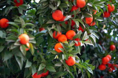 Olgun meyveli portakal ağacı. Mandalina. Olgunlaşmış taze portakal dalları ve güneş ışınlarında yapraklar. Satsuma ağacı resmi. Citrus.