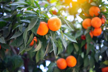 Olgun meyveli portakal ağacı. Mandalina. Olgunlaşmış taze portakal dalları ve güneş ışınlarında yapraklar. Satsuma ağacı resmi. Citrus.