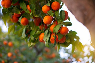 Olgun meyveli portakal ağacı. Mandalina. Olgunlaşmış taze portakal dalları ve güneş ışınlarında yapraklar. Satsuma ağacı resmi. Citrus.