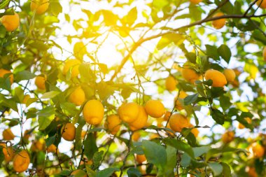 Olgun meyveli limon ağacı. Taze olgun limon dalları ve güneş ışınlarında yapraklar. Akdeniz narenciye korusu