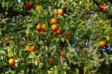 Olgun meyveli portakal ağacı. Mandalina. Olgunlaşmış taze portakal dalları ve güneş ışınlarında yapraklar. Satsuma ağacı resmi. Citrus.