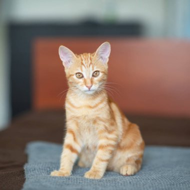 Tatlı kırmızı kedi yavrusu kanepede yatar ve zıplamaya hazırdır. Sevimli küçük neşeli evcil hayvan. Sevimli, oyuncu çocuk hayvan.