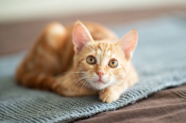Tatlı kırmızı kedi yavrusu kanepede yatar ve zıplamaya hazırdır. Sevimli küçük neşeli evcil hayvan. Sevimli, oyuncu çocuk hayvan.