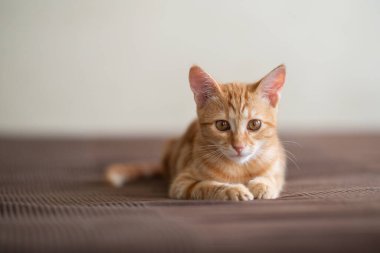 Klasik mermer desenli şirin kırmızı kedi yavrusu kanepede yatıyor. Sevimli küçük hayvan. Sevimli çocuk hayvan.