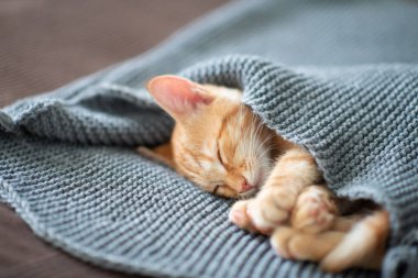 Klasik mermer desenli şirin kırmızı kedi yavrusu kanepede yatıyor. Sevimli küçük hayvan. Sevimli çocuk hayvan.