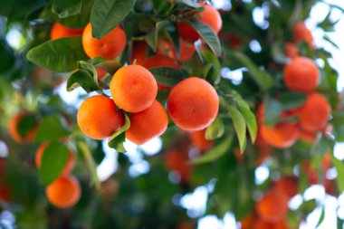 Olgun meyveli portakal ağacı. Mandalina. Olgunlaşmış taze portakal dalları ve güneş ışınlarında yapraklar. Satsuma ağacı resmi. Citrus.