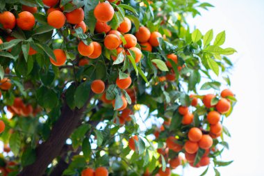 Olgun meyveli portakal ağacı. Mandalina. Olgunlaşmış taze portakal dalları ve güneş ışınlarında yapraklar. Satsuma ağacı resmi. Citrus.