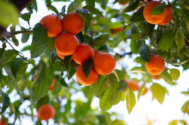 Olgun meyveli portakal ağacı. Mandalina. Olgunlaşmış taze portakal dalları ve güneş ışınlarında yapraklar. Satsuma ağacı resmi. Citrus.