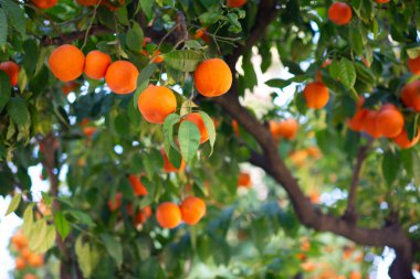 Olgun meyveli portakal ağacı. Mandalina. Olgunlaşmış taze portakal dalları ve güneş ışınlarında yapraklar. Satsuma ağacı resmi. Citrus.