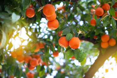 Olgun meyveli portakal ağacı. Mandalina. Olgunlaşmış taze portakal dalları ve güneş ışınlarında yapraklar. Satsuma ağacı resmi. Citrus.