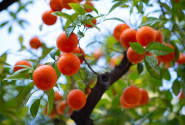 Olgun meyveli portakal ağacı. Mandalina. Olgunlaşmış taze portakal dalları ve güneş ışınlarında yapraklar. Satsuma ağacı resmi. Citrus.