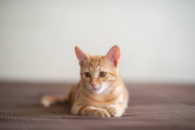 Klasik mermer desenli şirin kırmızı kedi yavrusu kanepede yatıyor. Sevimli küçük hayvan. Sevimli çocuk hayvan.