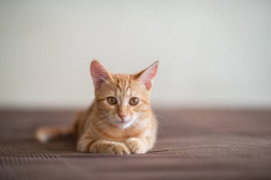 Klasik mermer desenli şirin kırmızı kedi yavrusu kanepede yatıyor. Sevimli küçük hayvan. Sevimli çocuk hayvan.