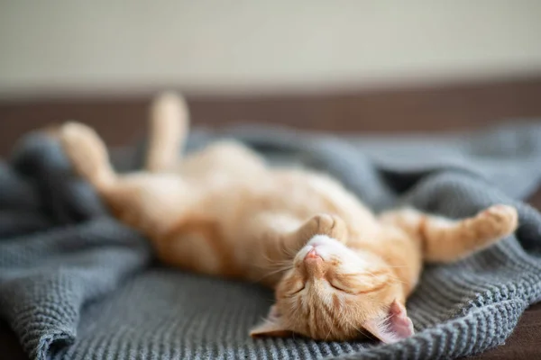 Cute Red Kitten Classic Marble Pattern Sleeps Back Sofa Adorable — Stock Photo, Image