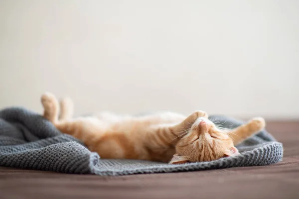 Carino Gattino Rosso Con Classico Motivo Marmoreo Dorme Sul Retro — Foto Stock