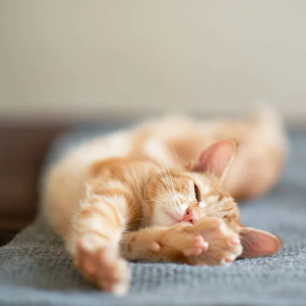 Roztomilé Červené Kotě Klasickým Mramorovým Vzorem Spí Pohovce Rozkošné Zvířátko — Stock fotografie